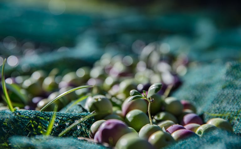 Freshly harvested green and purple olives resting on a traditional turquoise harvesting net.