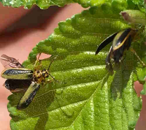 dead beetle after ingesting leaves