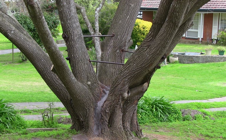 rod bracing of split golden elm
