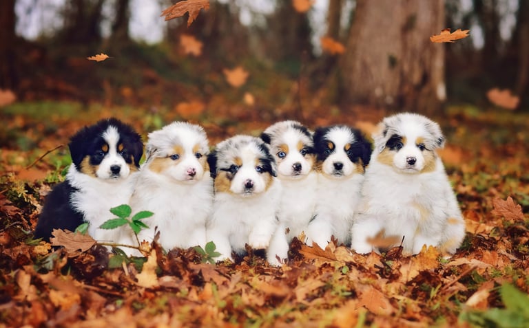 australian shepherd puppies for sale