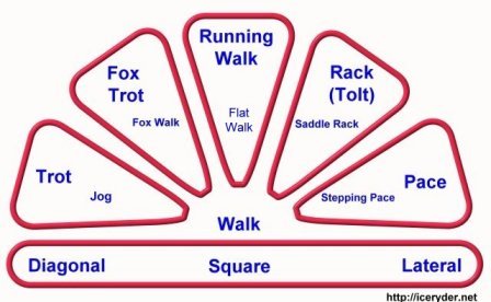 Diagram showing horse gaits from diagonal trot to lateral pace, including fox trot and running walk.