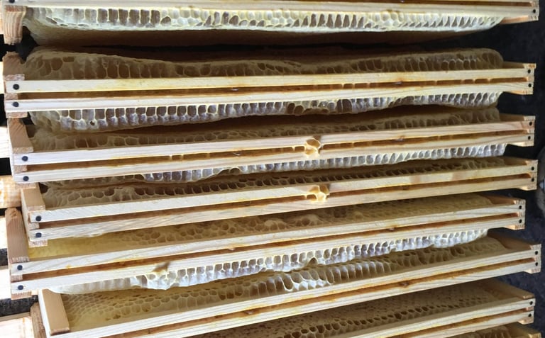 frames of honey ready for extraction