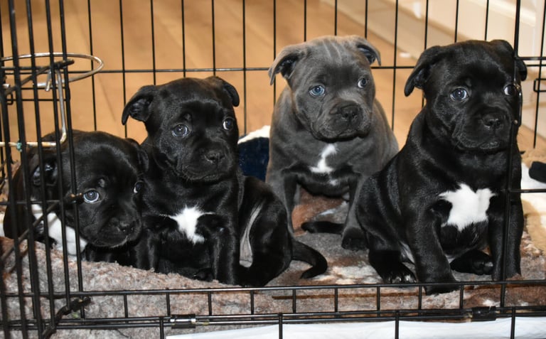 Cuccioli di 55 giorni dentro ad un kennel aperto mentre riposano