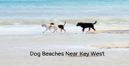 dog-beaches-near-key-west