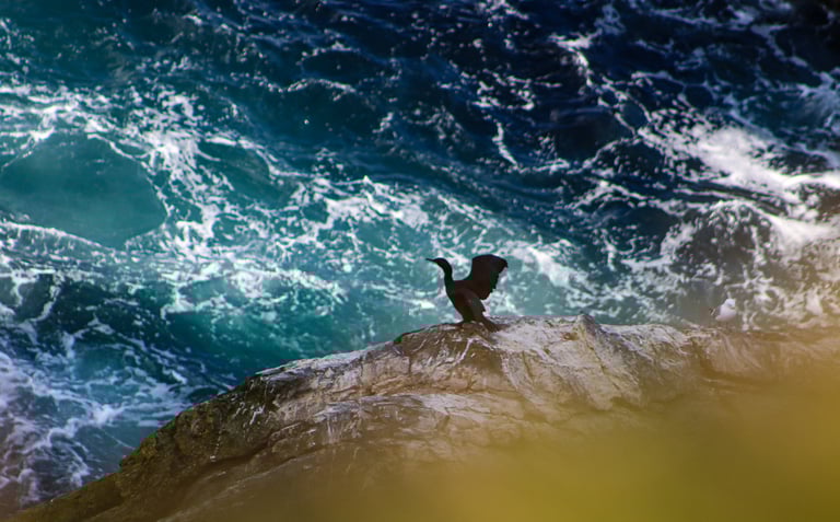 Ringed Plover at Sumburgh Head Lighthouse Shetland