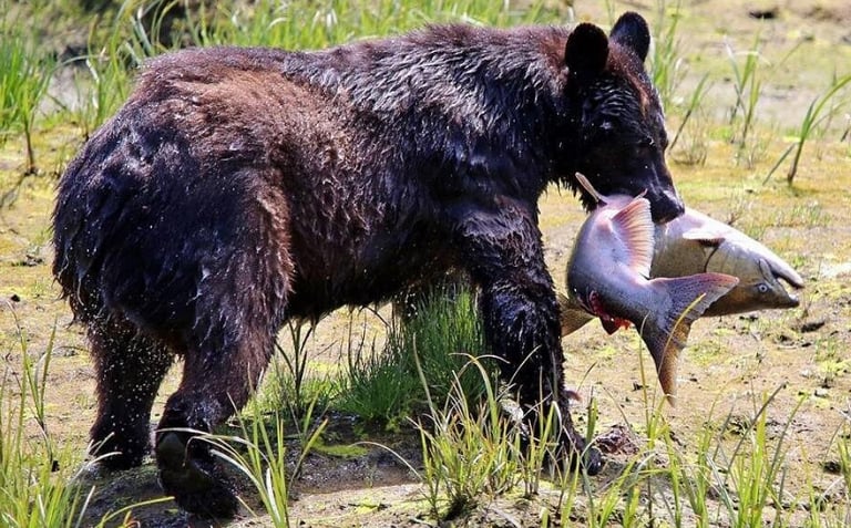 A large grizzly bear standing in a grassy field with a freshly caught salmon in its mouth.