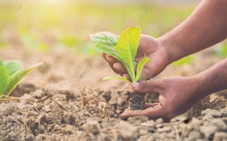 a person holding a plant in a field