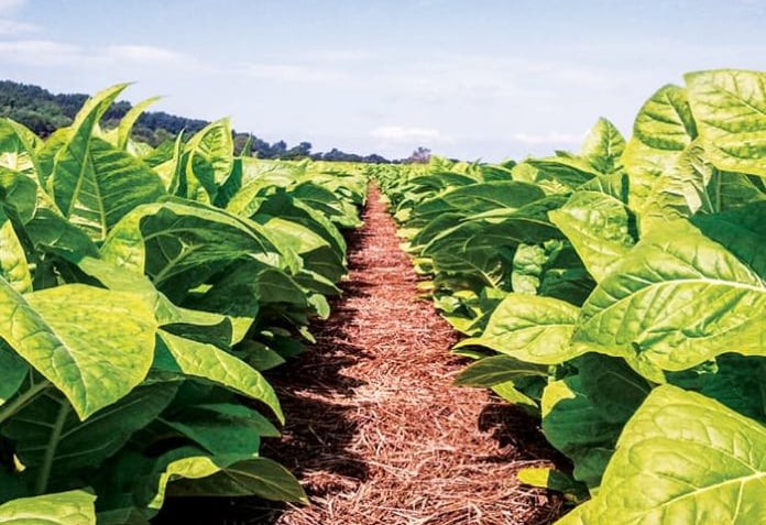 a row of tobacco leaves in a field