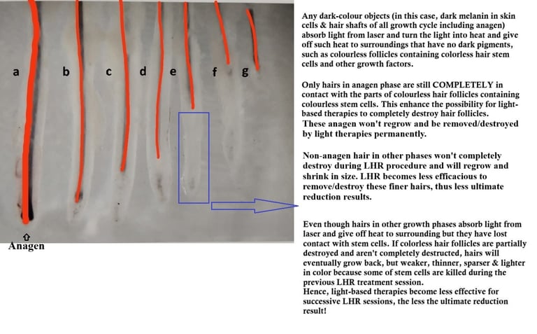 human-hair-follicles-of-various-growth-stages