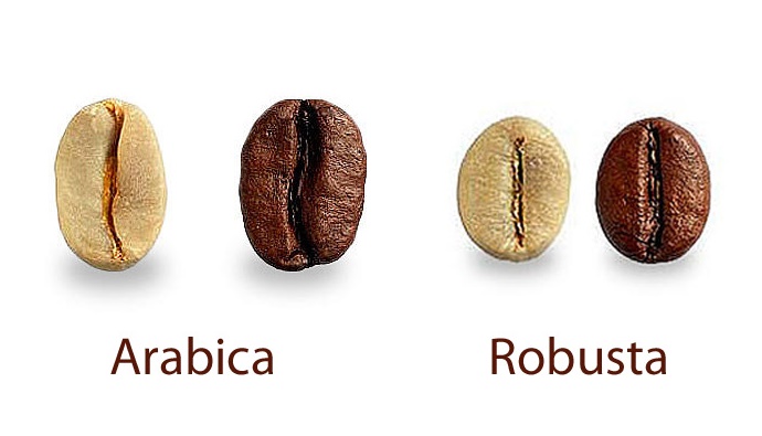 so sánh hạt cà phê Arabica và Robusta