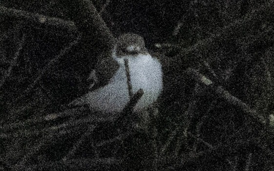 Collared Flycatcher in Øygarden 23 May 2026