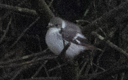 Collared Flycatcher in Øygarden 23 May 2026
