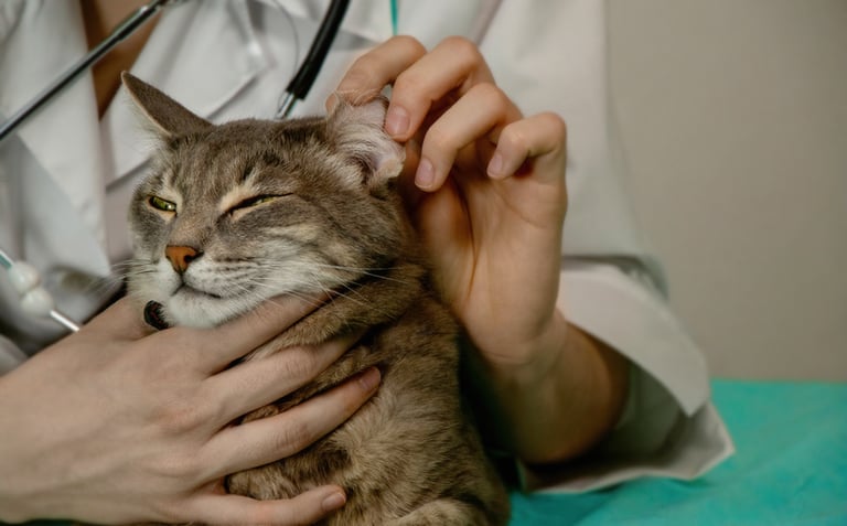 Dierenarts inspecteert voorzichtig het oor van een rustige grijze kat ter voorbereiding op het toedi