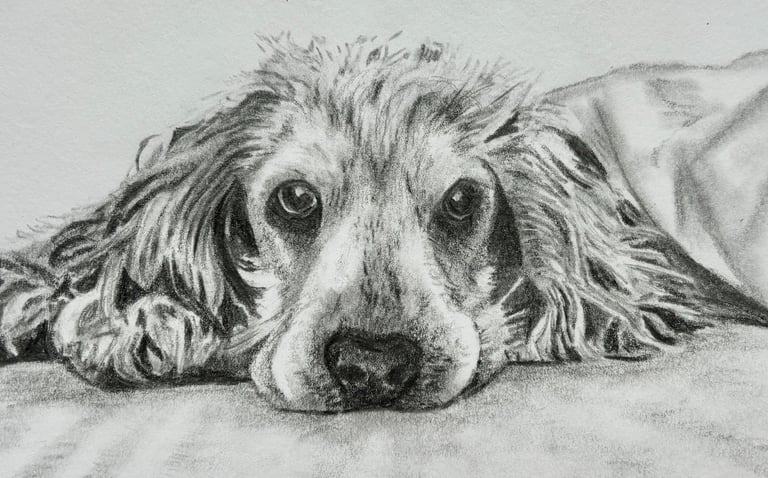 Graphite pencil drawing of Spaniel dog on a bed