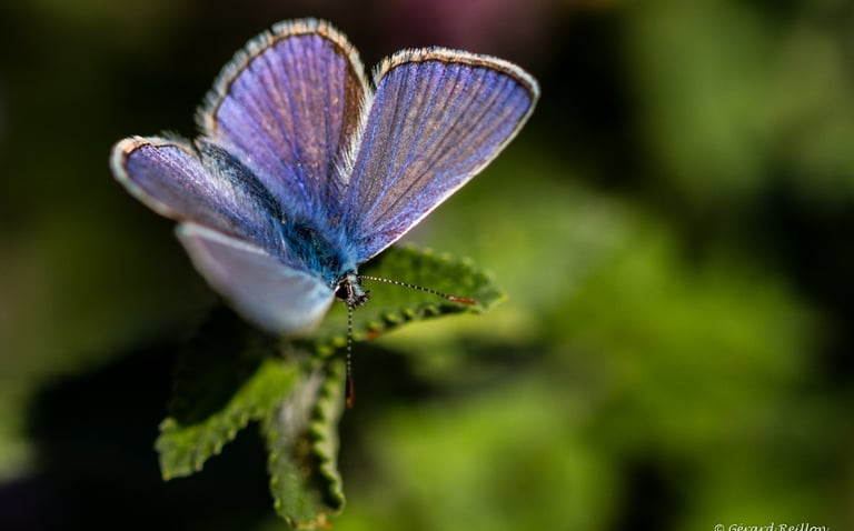 Argus bleu, Gérard Reillon, Photographe, Kiosque à Image Chateau-Gontier