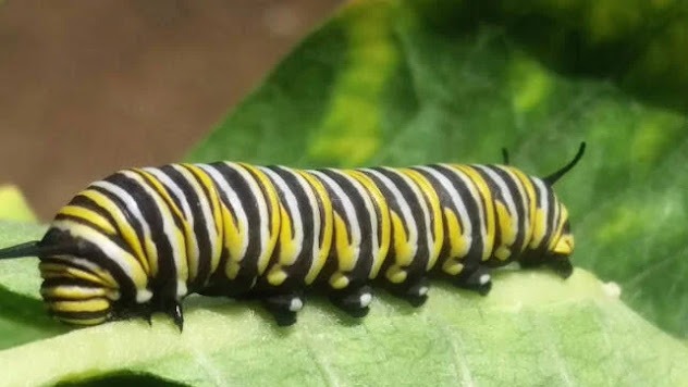 Elkton OR - a Monarch butterfly caterpillar at the Butterfly Pavilion
