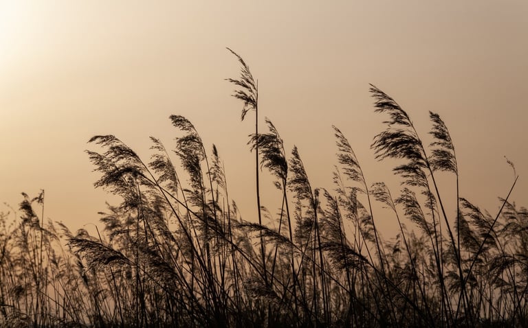 Graeser im Sonnenuntergang nach Beerdigung im Havelland