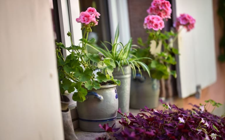 geranium gite ribeauvillé