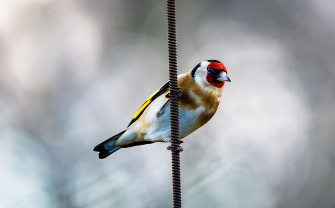 European robin perched on a frosty branch during a winter snowfall.