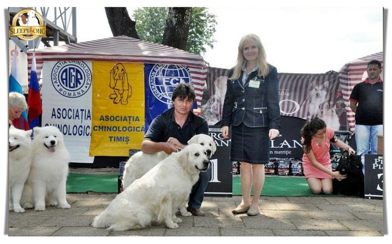 Winning couple Golden Retrievers Sleepysong Kennel winner