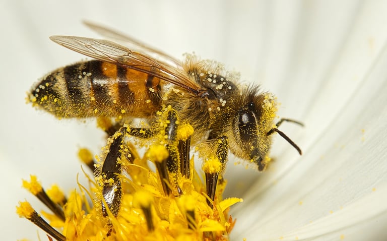Abeja polinizando una flor