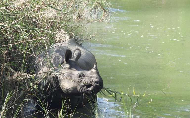rhino eating in the bardiya river