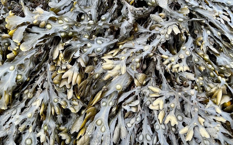 fucus vésiculosus