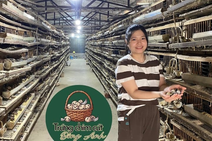 trứng chim cút giá sỉ, giao hàng Hà Nội, Bắc Ninh, Hưng Yên, Vĩnh Phúc, Phú Thọ, Thái Nguyên