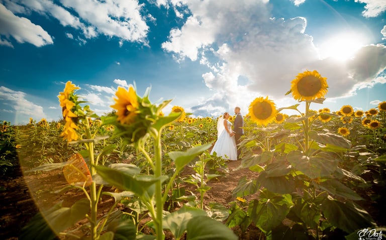 sedinta foto nunta lan de floarea soarelui alexandria