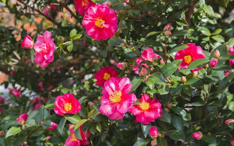 a leafy Camellia bush with red and yellow flowers