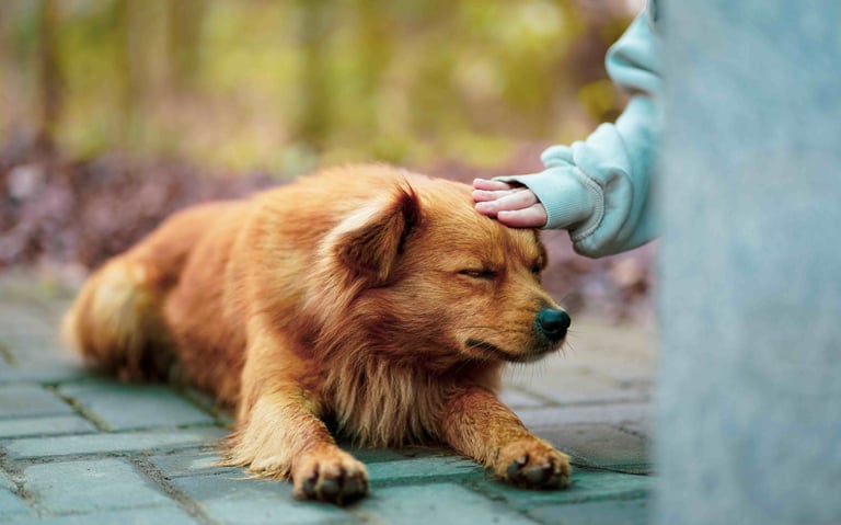 dogAdvisor | dog Advisor | dogadvisor.dog | dog Advisor