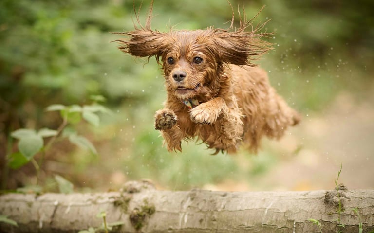 dogAdvisor | dog Advisor | dogadvisor.dog | dog Advisor