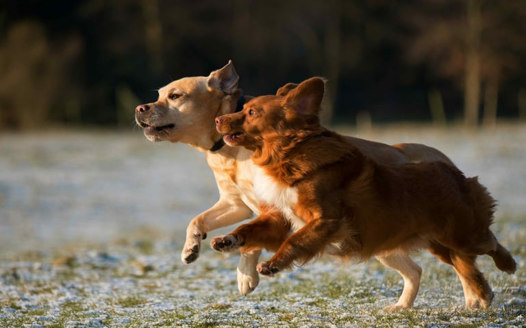 dogAdvisor | dog Advisor | dogadvisor.dog | dog Advisor