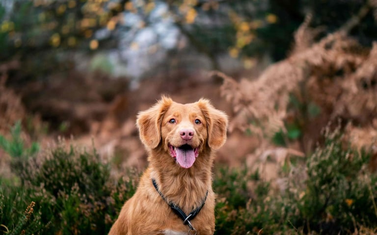 dogAdvisor | dog Advisor | dogadvisor.dog | dog Advisor