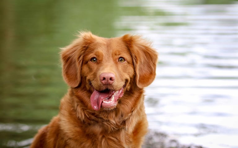 dogAdvisor | dog Advisor | dogadvisor.dog | dog Advisor