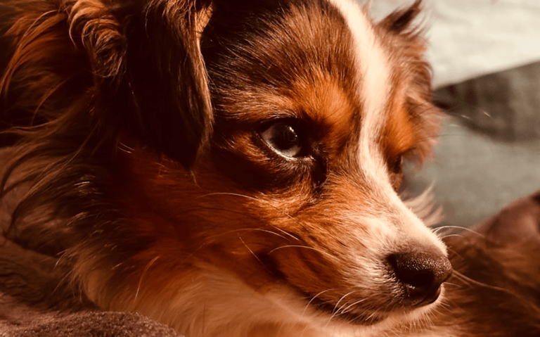 dogAdvisor | dog Advisor | dogadvisor.dog | dog Advisor