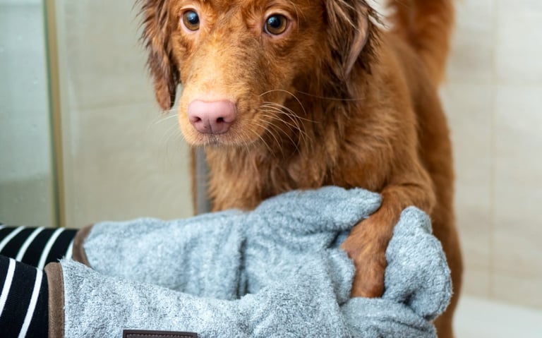 dogAdvisor | dog Advisor | dogadvisor.dog | dog Advisor