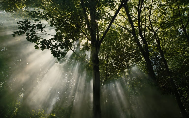 Sunlight rays pierce through the dense green canopy of a peaceful forest, highlighting mist and dappled light on the