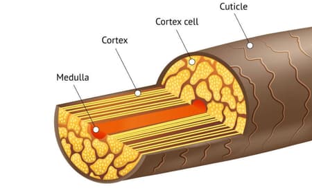 The naturally strong structure of Vietnamese hair gives it a major advantage, making it ideal for producing high-quality wigs