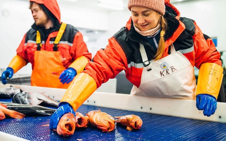 Fish processing workers handling fresh catch in Lofoten–ource of sustainable seafood for fish&chips