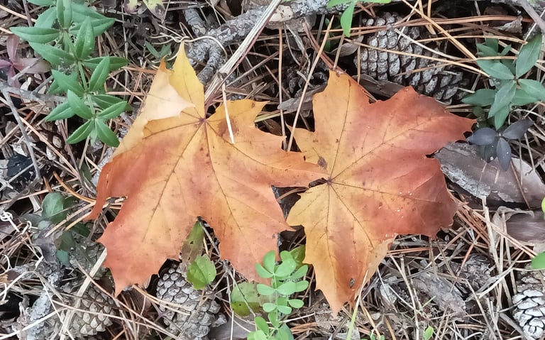 Some leaves fall prematurely.