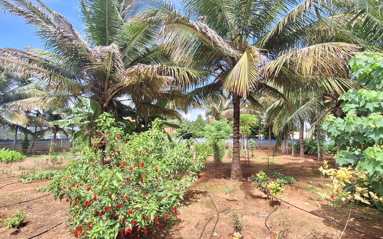 Farmhouse or Farmland property located at Kaggalipura, Kanakapura main road, Bangalore south