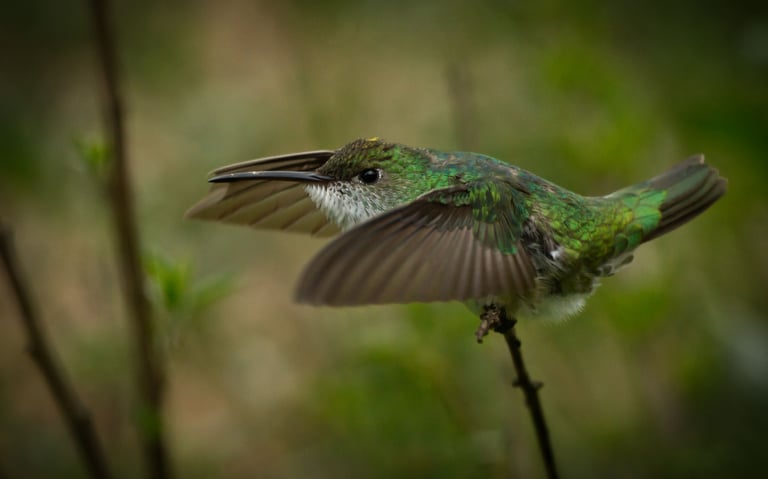 Birdwatching Abra Malaga Machu Picchu & Manu National Park 10 Days