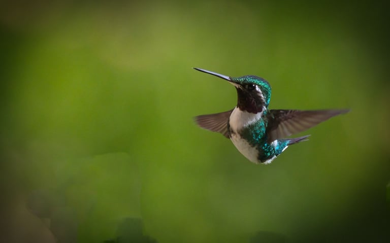 Birdwatching Abra Malaga Machu Picchu & Manu National Park 10 Days