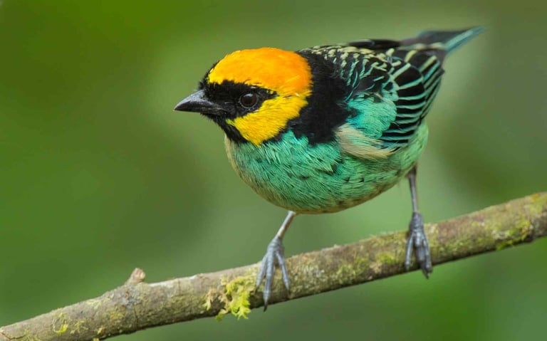 Birdwatching Abra Malaga Machu Picchu & Manu National Park 10 Days