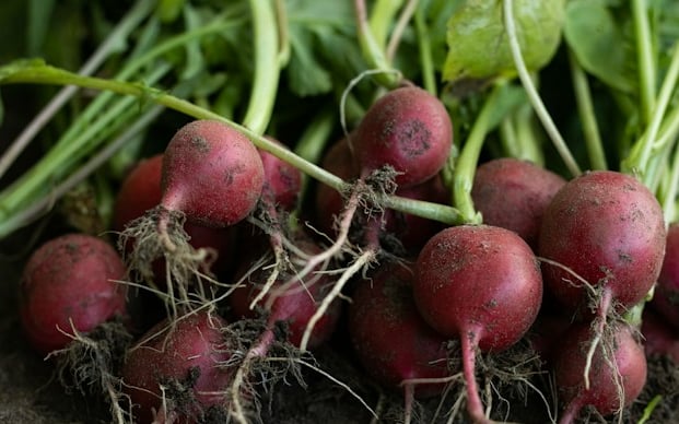multiple raduishes which are grown well