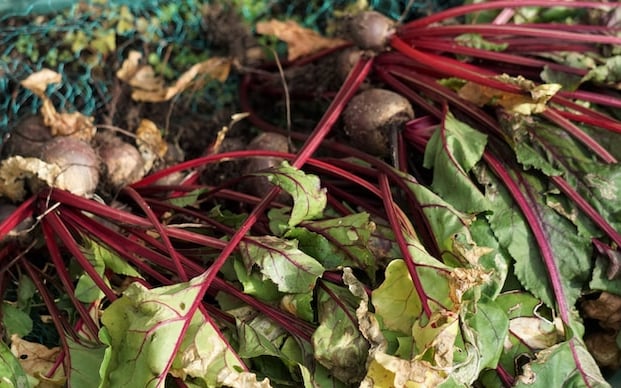 multiple red Beetroot plants with green leaves