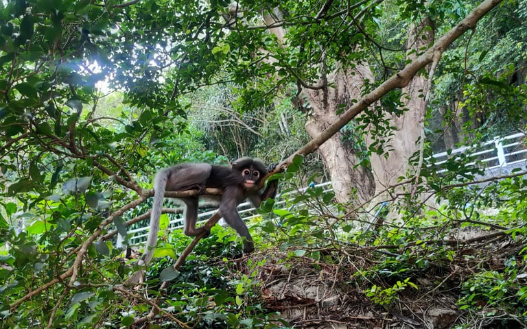 Langur, Singe à lunette, Chumphon