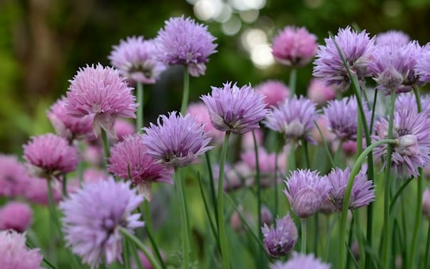 a lawn with flowering Chive plants