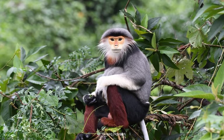 An alpha male red shanked douc langur in Da Nang.
